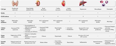 FGF23 Actions on Target Tissues—With and Without Klotho